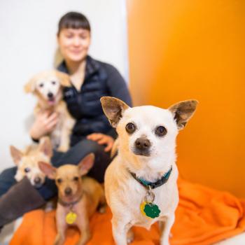 Person in a room with four small dogs