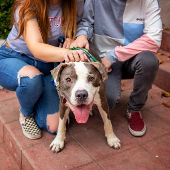 Two people squatting behind a smiling gray and white pit bull terrier
