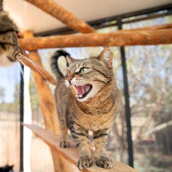 Brown tabby cat hissing at another cat