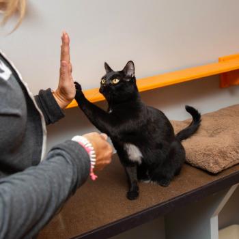 Person teaching the high-five trick to a black cat on a shelf