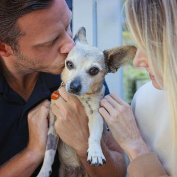 Two people holding and kissing a small dog