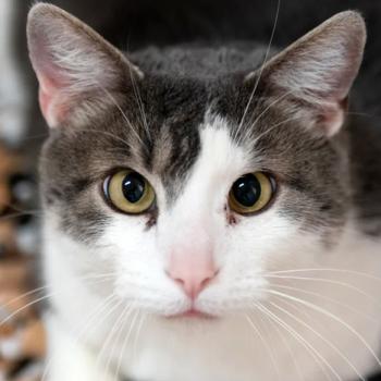 Highway the cat with slightly crossed eyes