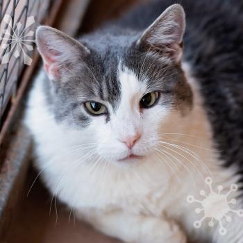 Highway the cat with some graphic snowflakes