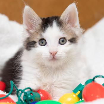 Tabby and white kitten on a white blanket with holiday lights