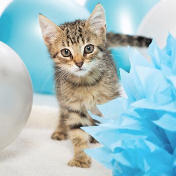 Tabby kitten with blue and silver balloons and tissue paper
