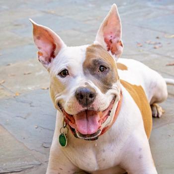 medium white and brown dog lying outside on flagstone patio