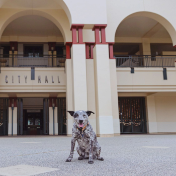 Spotted dog in front of city hall