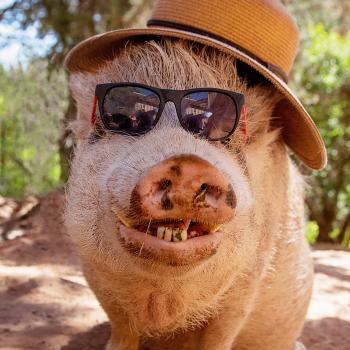 Smiling pig in the shade wearing sunglasses and a straw hat