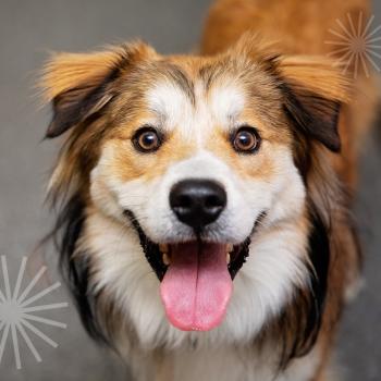 Happy dog with smile and tongue out beside a graphic snowflake