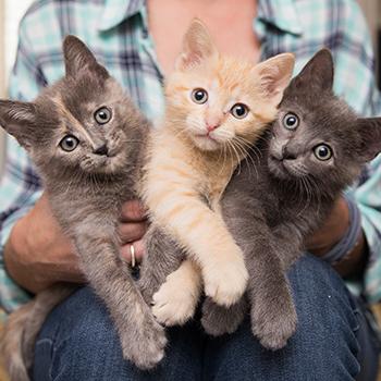 Person holding a litter of three kittens