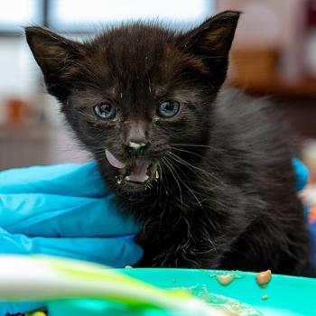 Tiny kitten being fed with a spoon
