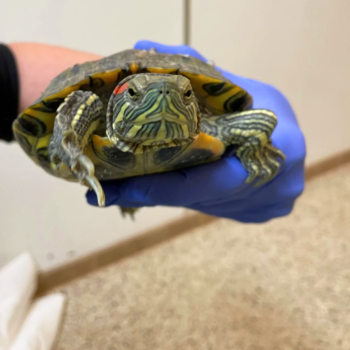 Kyle the turtle being held by a caregiver
