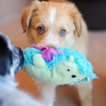 Puppy holding a plush toy in her mouth