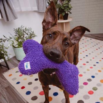 Brown dog with large ears holding a purple bone toy