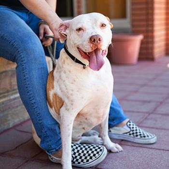 Happy pit-bull-type dog sitting between a person's legs who is wearing checkerboard patterned shoes