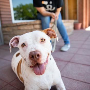 Smiling white and brown dog with tongue out, relaxing on a shelter patio with a volunteer holding the leash in the background.
