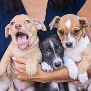 Person holding three puppies, one whose mouth is open