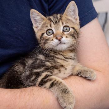 Tiny kitten resting on a person's arm