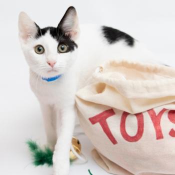 Black and white kitten standing next to a sack that says "toys"