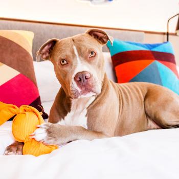 Brown and white pit bull terrier lying on a bed with colorful pillows with a toy between her front paws
