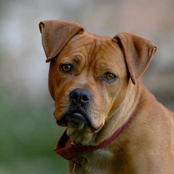 Brown pit bull terrier dog, Meryl 
