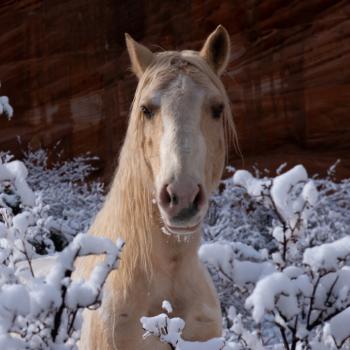 Palomino horse next to snow covered bushes 