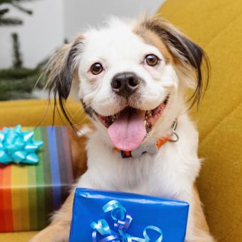 Smiling dog on a chair with two presents