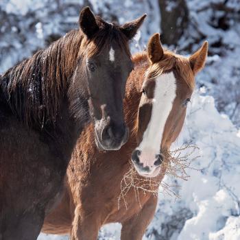 Two horses outside surrounded by snow