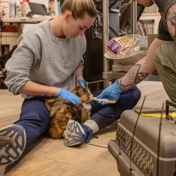 cat being treated during disaster in shelter