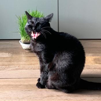 Musette the cat yawning while sitting on a wooden floor in front of a cat grass plant