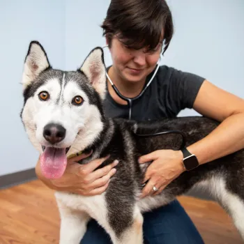 Person using a stethoscope to listen to the chest of a husky dog