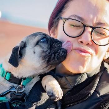 small dog being held and licking woman's face