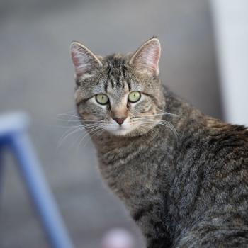 Brown tabby cat looking at camera