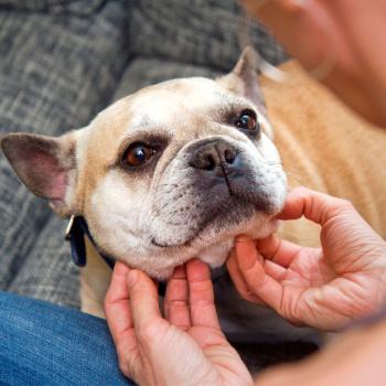 Person gently scratching a dog's chin