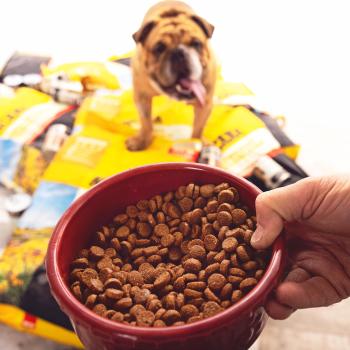 English bulldog standing on bags of dog food with a person's hand holding a bowl of food in the foreground