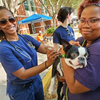 One person holding a Boston terrier while another person administers a vaccination