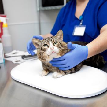 Medical professional wearing gloves working with a tabby and white cat on a table