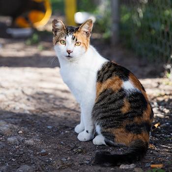 Ear-tipped, calico community cat