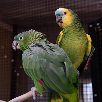 Rico and Paco the Amazon birds