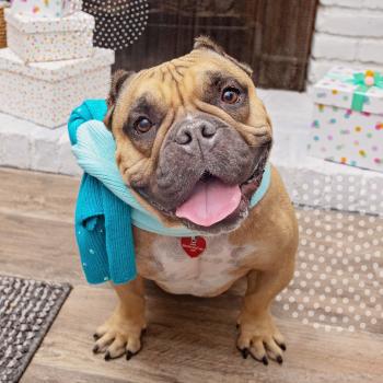 Bulldog with cropped ears with a wide smile wearing a scarf