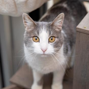 gray and white cat standing in cat tree