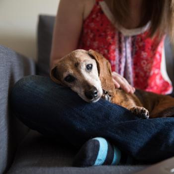 Senior dachshund lying on a person's lap