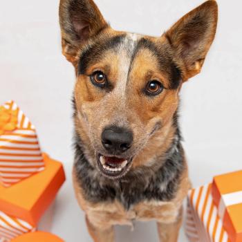 Heeler-type dog beside orange and white wrapped packages