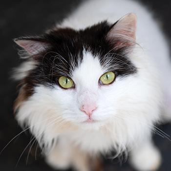 Precious the black and white cat