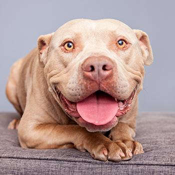 Fawn colored pit bull terrier with huge smile and tongue sticking out a bit