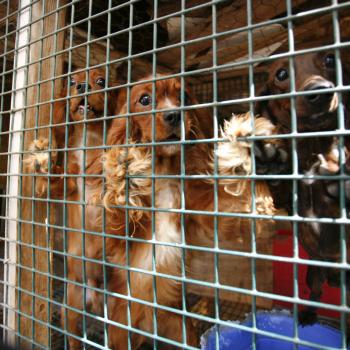 dogs in cage at puppy mill