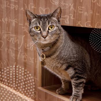 Tabby cat coming out of an opening with mathematical equations