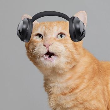 Orange tabby cat wearing headphones
