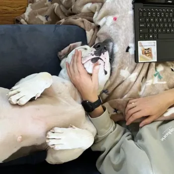 Person sitting with a relaxed dog on a couch