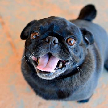 Smiling black pug dog